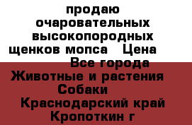 продаю очаровательных высокопородных щенков мопса › Цена ­ 20 000 - Все города Животные и растения » Собаки   . Краснодарский край,Кропоткин г.